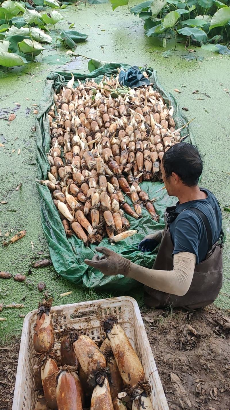 阜南精品莲藕一手货源，质量保证货源充足诚信经营