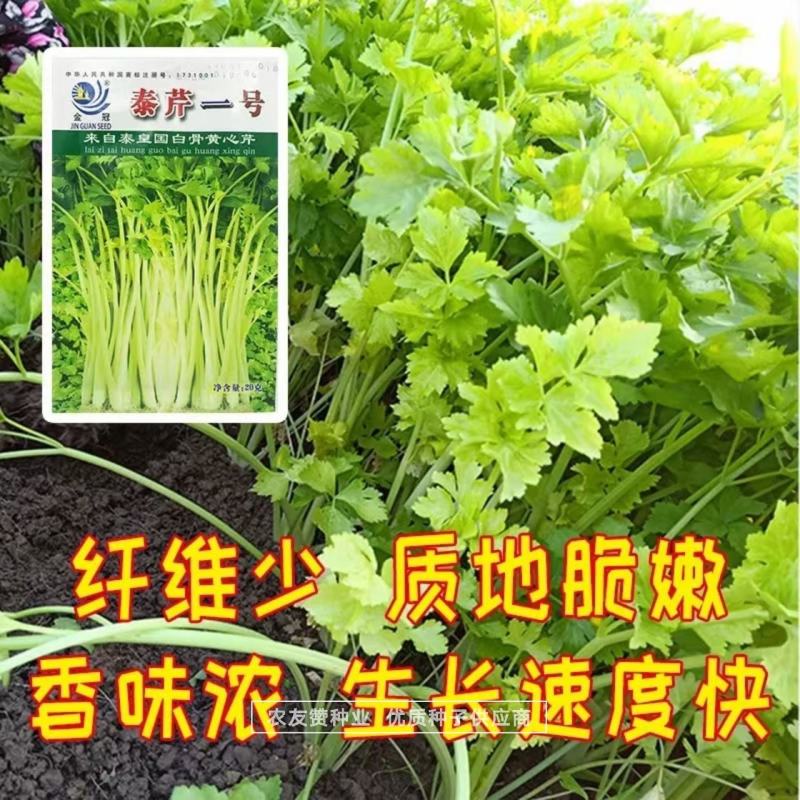 泰皇国白骨黄心芹种子空心芹菜种子茎白心黄纤维少香味浓郁