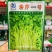 泰皇国白骨黄心芹种子空心芹菜种子茎白心黄纤维少香味浓郁