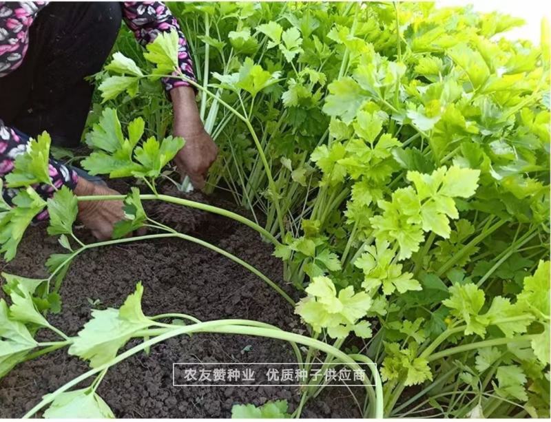 泰皇国白骨黄心芹种子空心芹菜种子茎白心黄纤维少香味浓郁