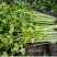 泰皇国白骨黄心芹种子空心芹菜种子茎白心黄纤维少香味浓郁