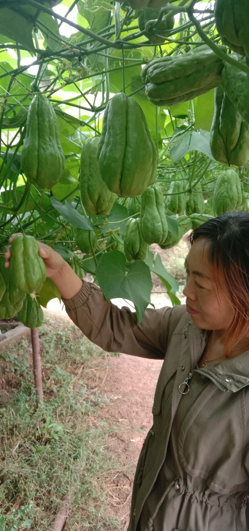 佛手瓜种苗龙须菜种苗万亩基地苗场直供提供技术指导