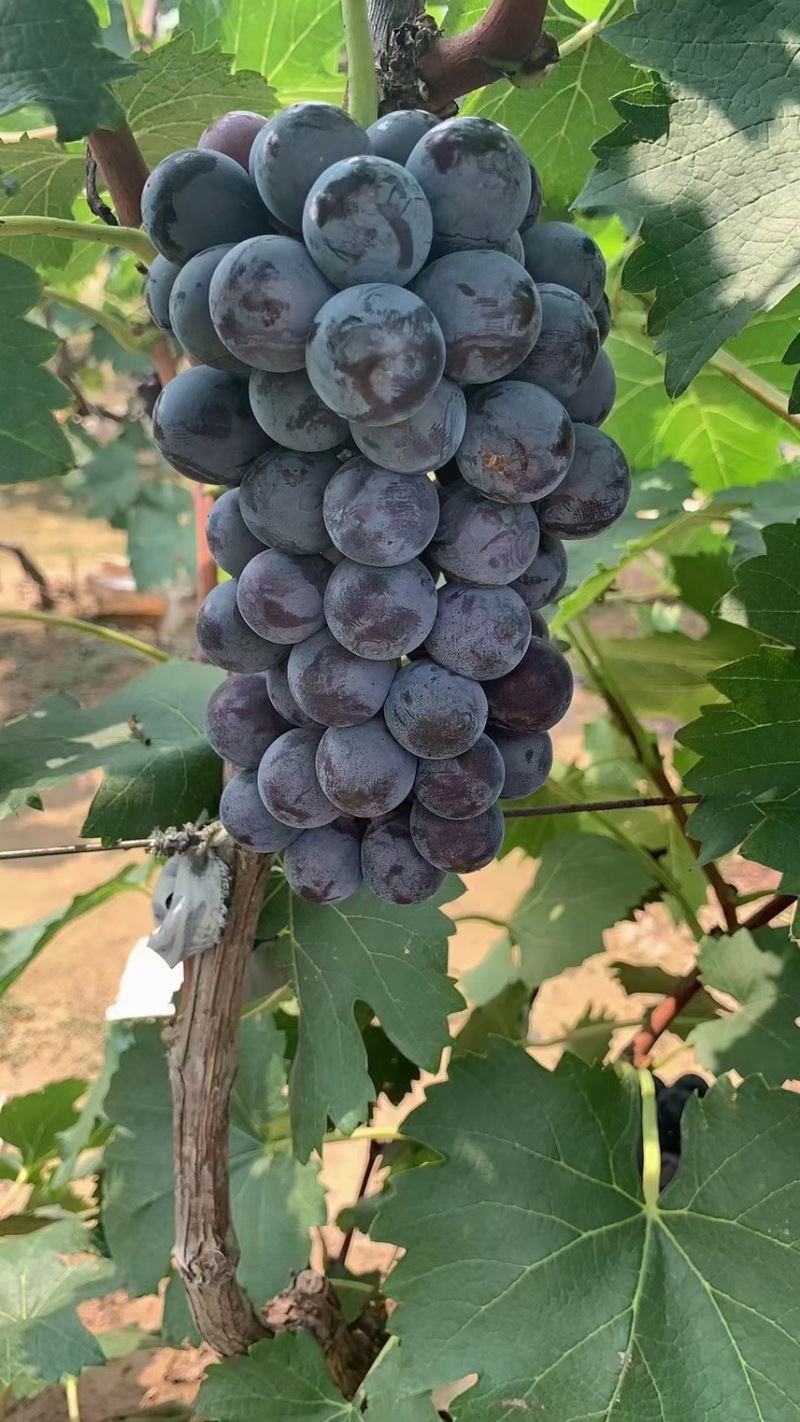 精品夏黑葡萄，早夏黑葡萄统统有货，海量货源