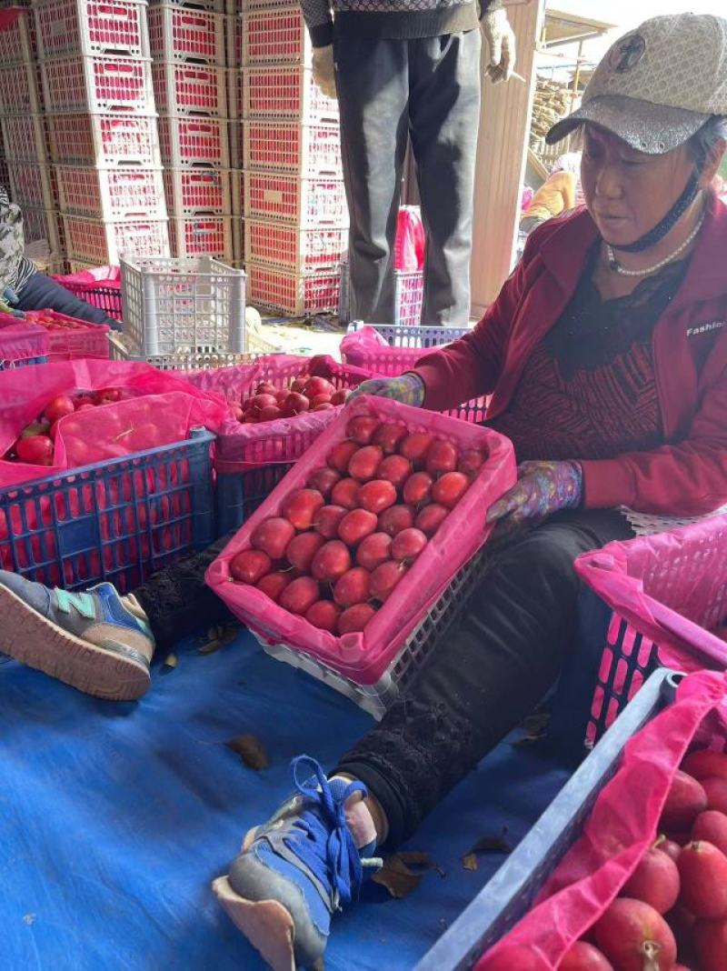 精品鸡心果锦绣海棠鸡心小苹果货源充足支持线上视频看货