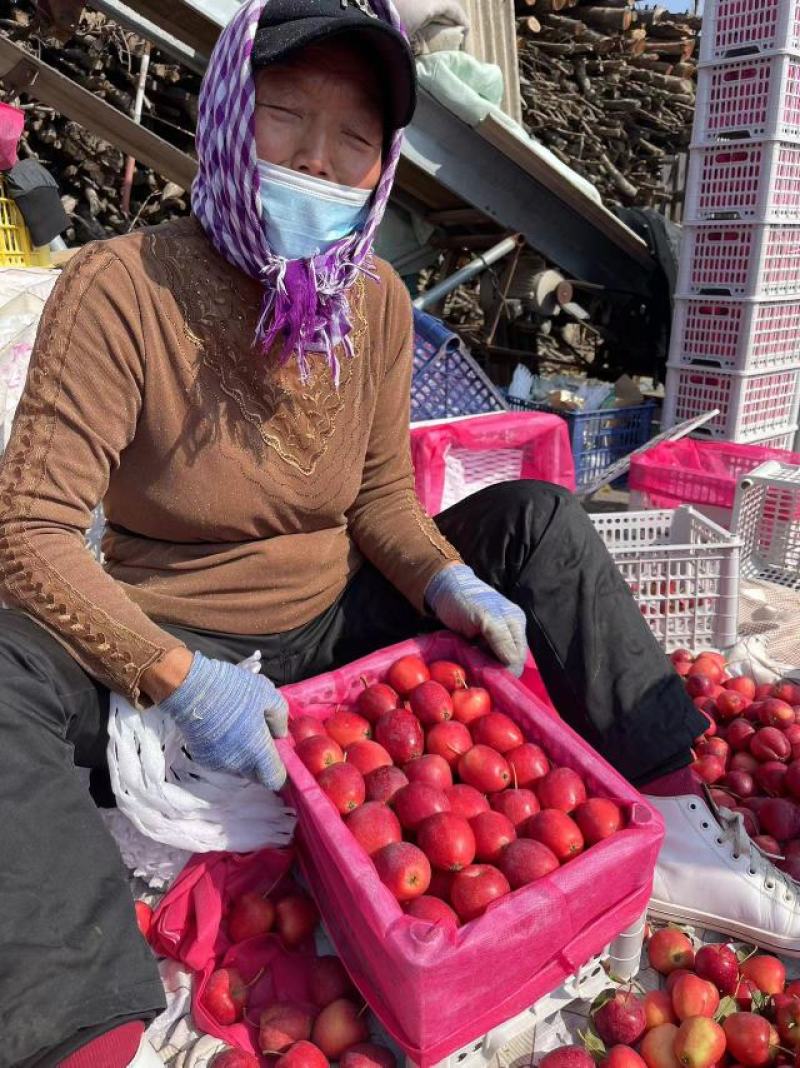 精品鸡心果锦绣海棠鸡心小苹果货源充足支持线上视频看货