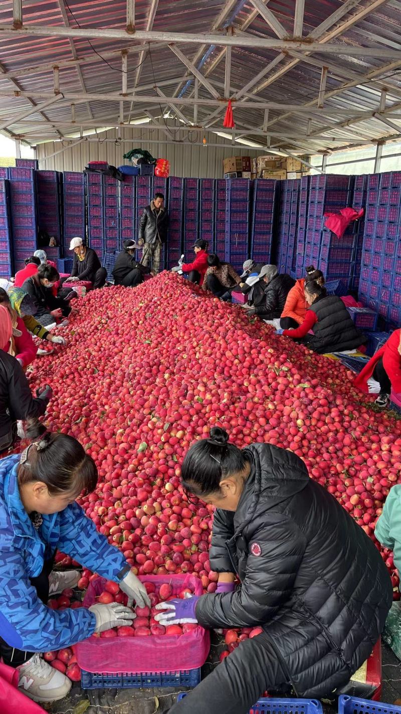 精品鸡心果锦绣海棠鸡心小苹果货源充足支持线上视频看货