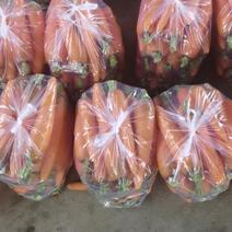 河北精品胡萝卜产地直供一手货源鲜货供应量大从优