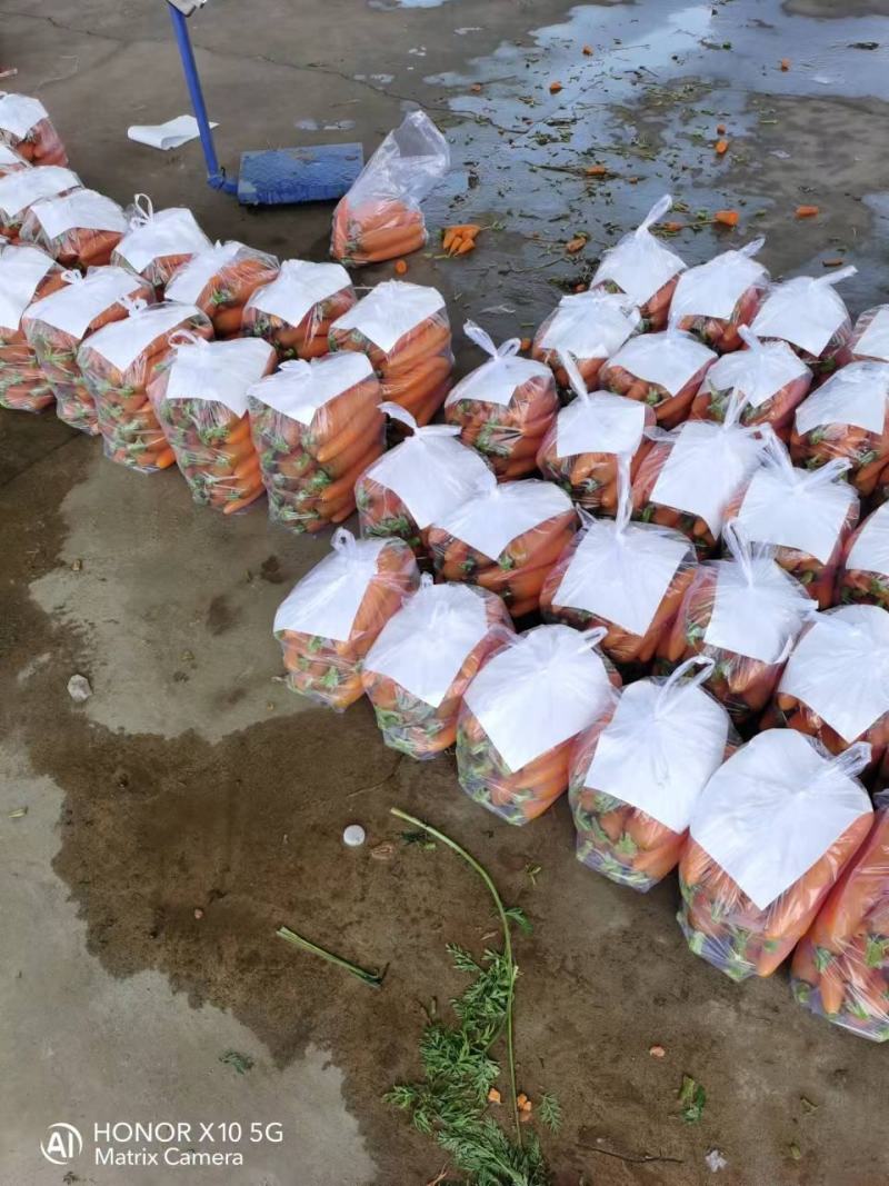 河北精品胡萝卜产地直供一手货源鲜货供应量大从优