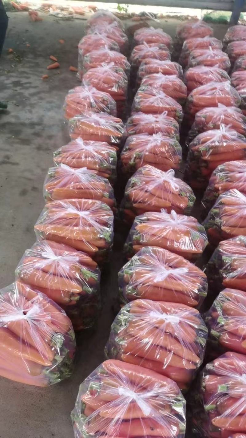 河北精品胡萝卜产地直供一手货源鲜货供应量大从优