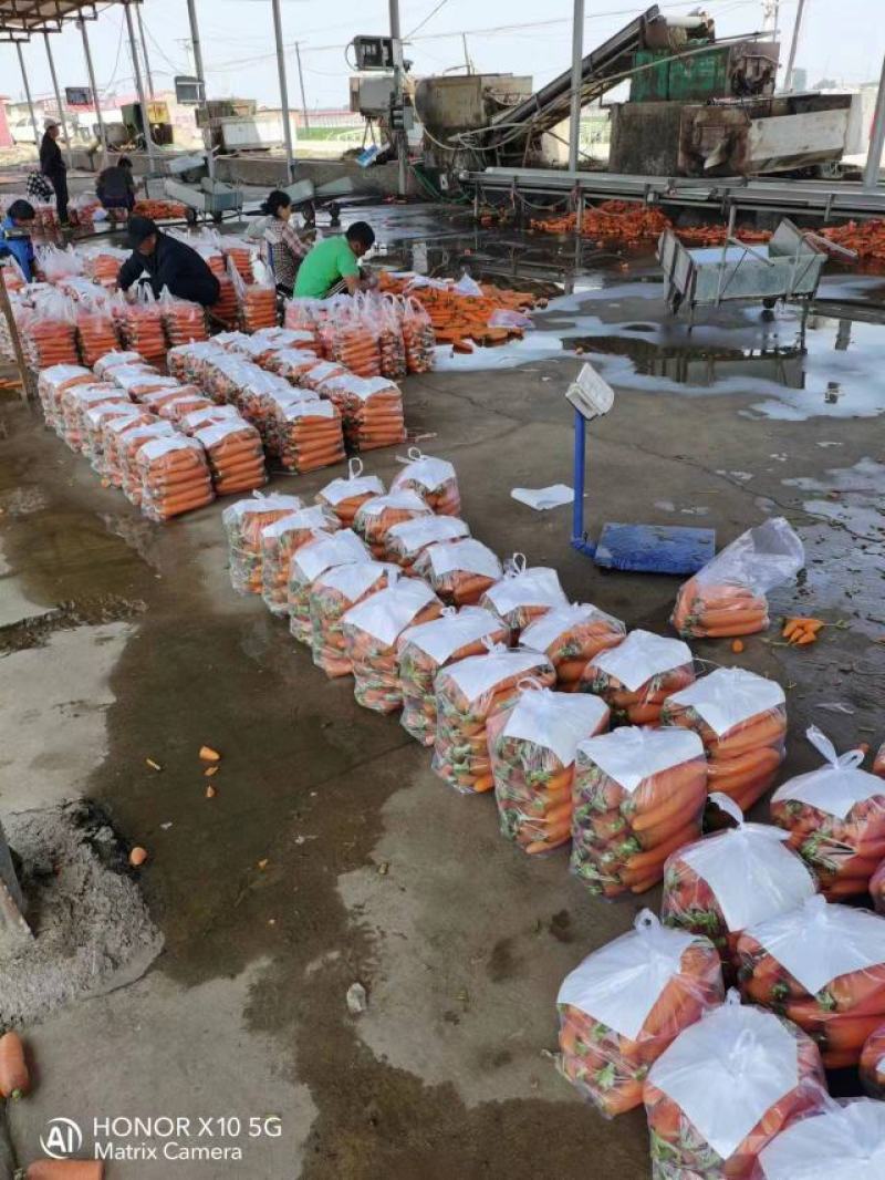 河北精品胡萝卜产地直供一手货源鲜货供应量大从优