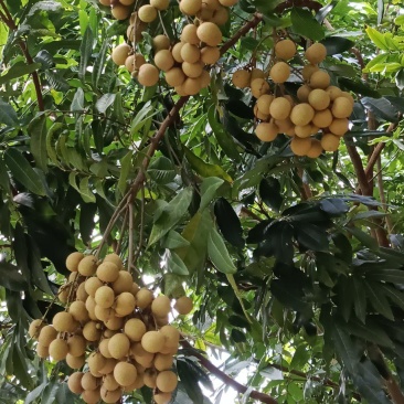 高州龙眼之乡，石硖统果，园子货，全部都能安排上，欢迎老板