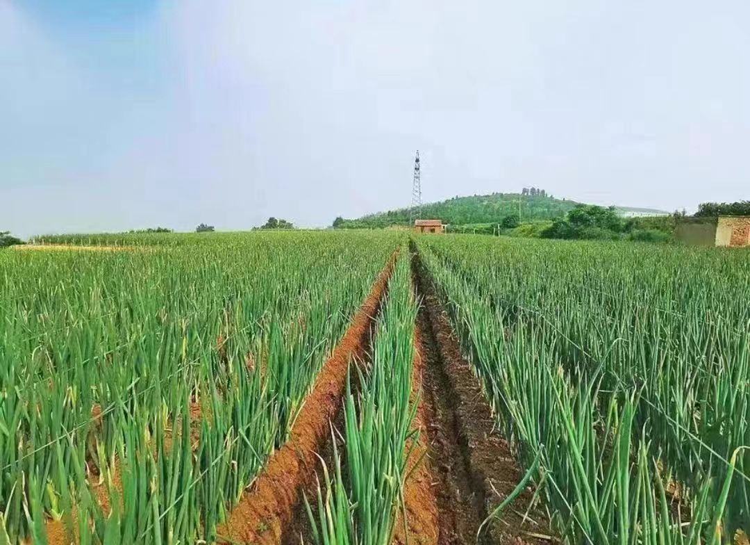 小葱田间施用草木灰场景