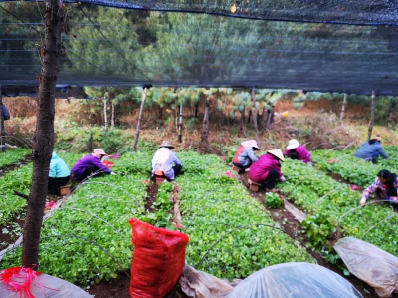 山葵苗，主茎，叶柄，叶片，种子，花茎