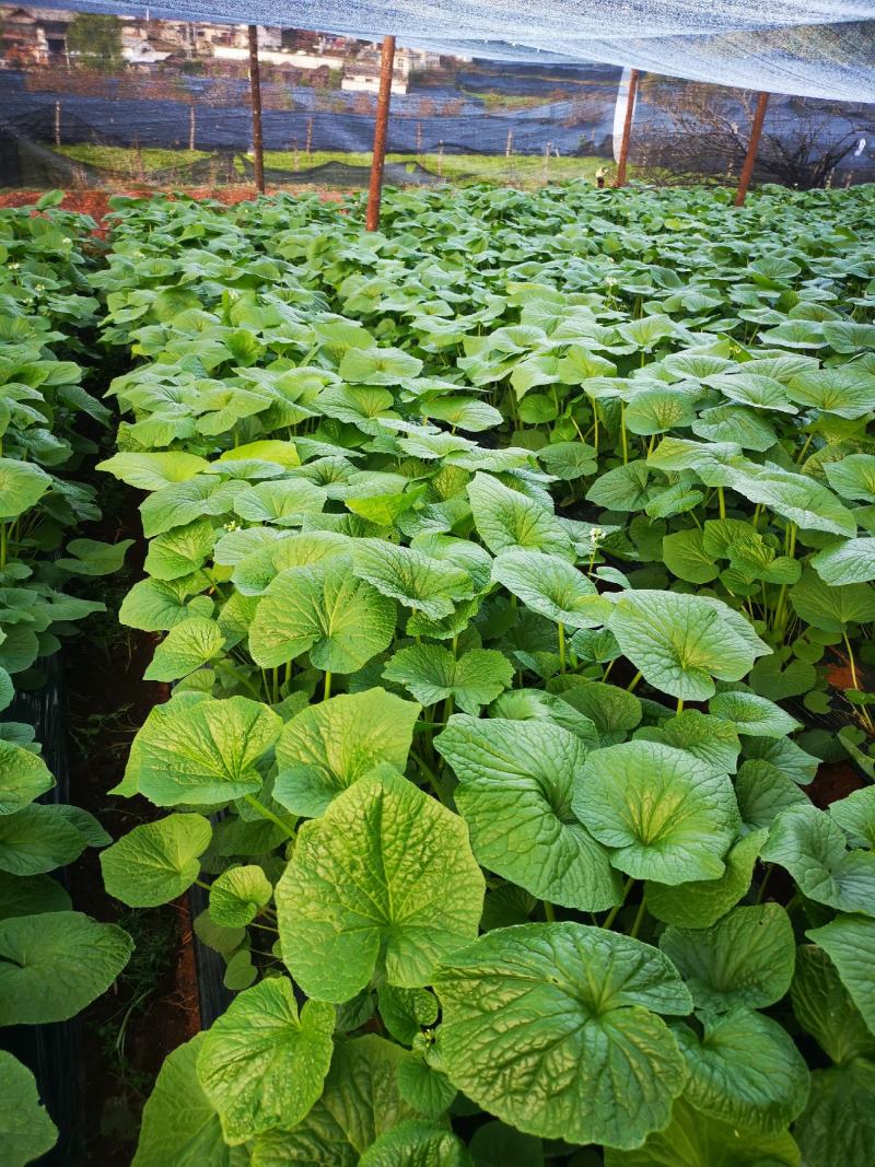 山葵苗，主茎，叶柄，叶片，种子，花茎