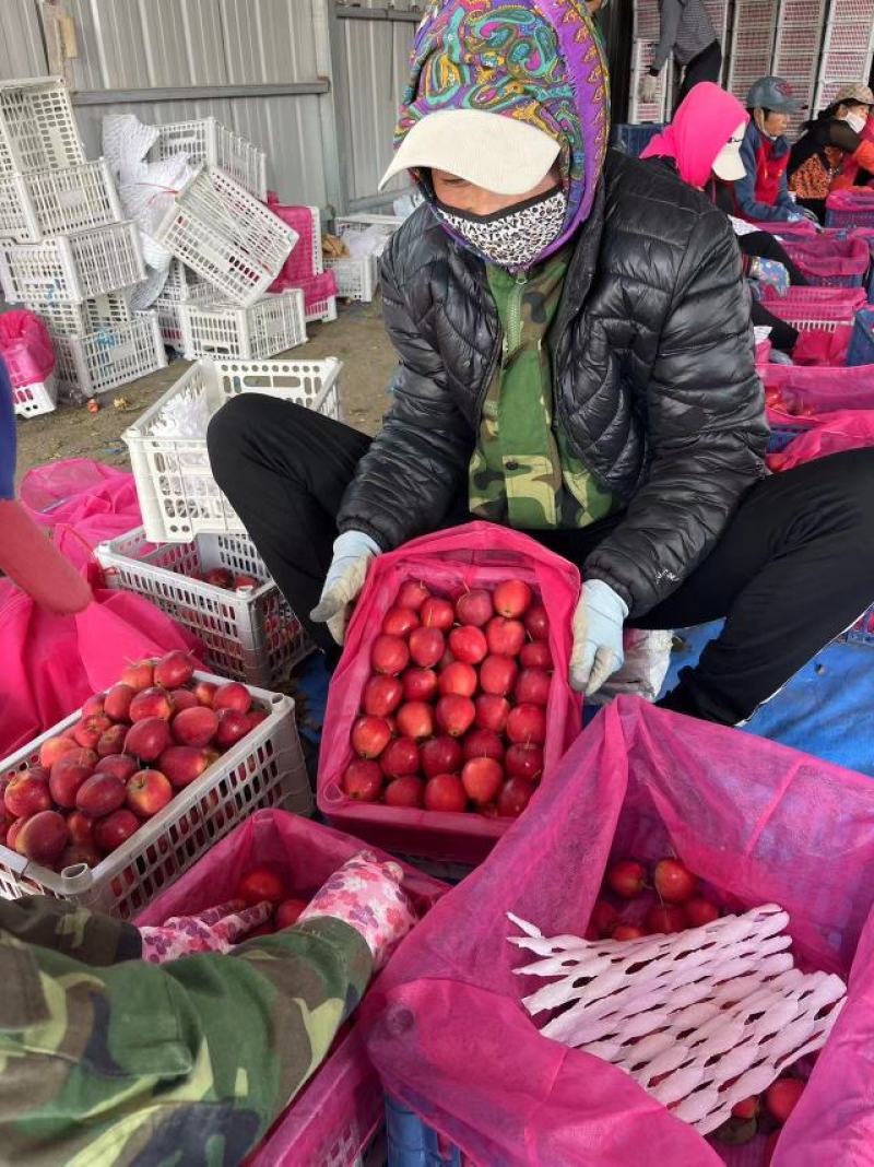 精品鸡心果锦绣海棠鸡心苹果产地直供货源充足