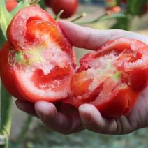 普罗旺斯西红柿，产地大量供应，支持视频看货，量大从优。