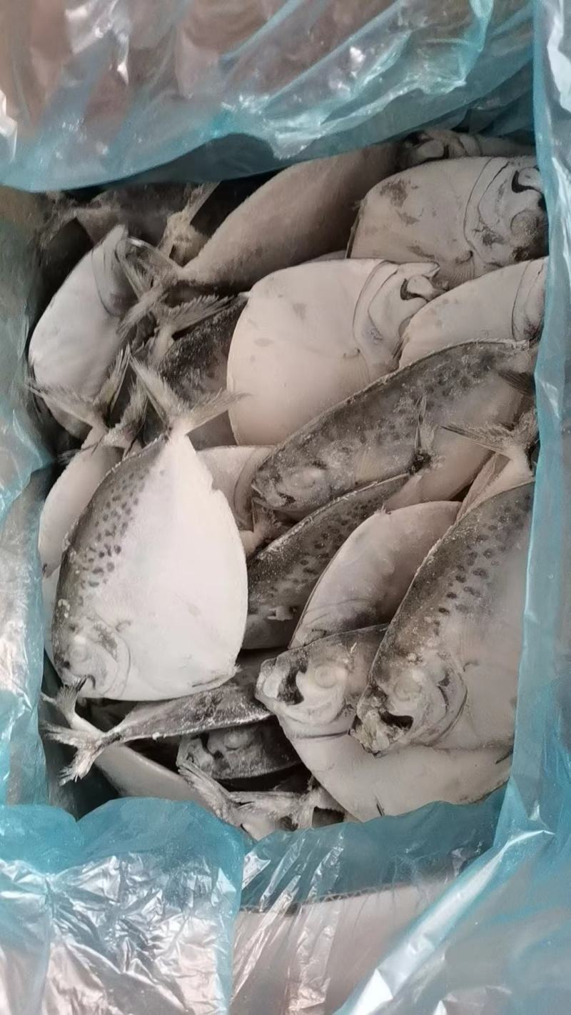 鲳鱼刀鲳鱼单冻双板今年新鱼板冻肉质鲜嫩美味