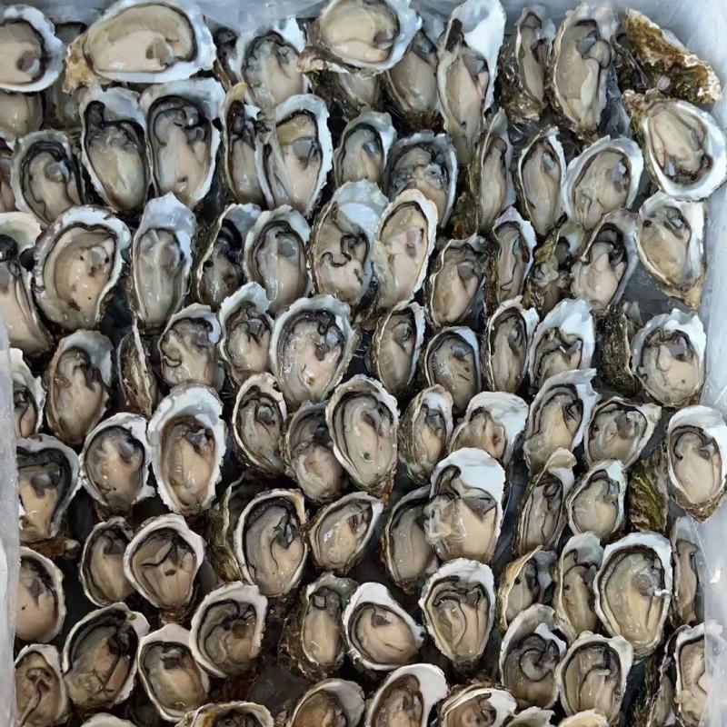生蚝，半壳精品。排列装箱到货免清洗拆箱即用。