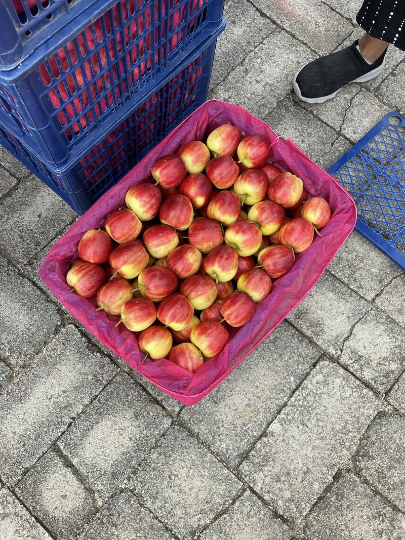 精品123果123苹果123小苹果产地直供货源充足