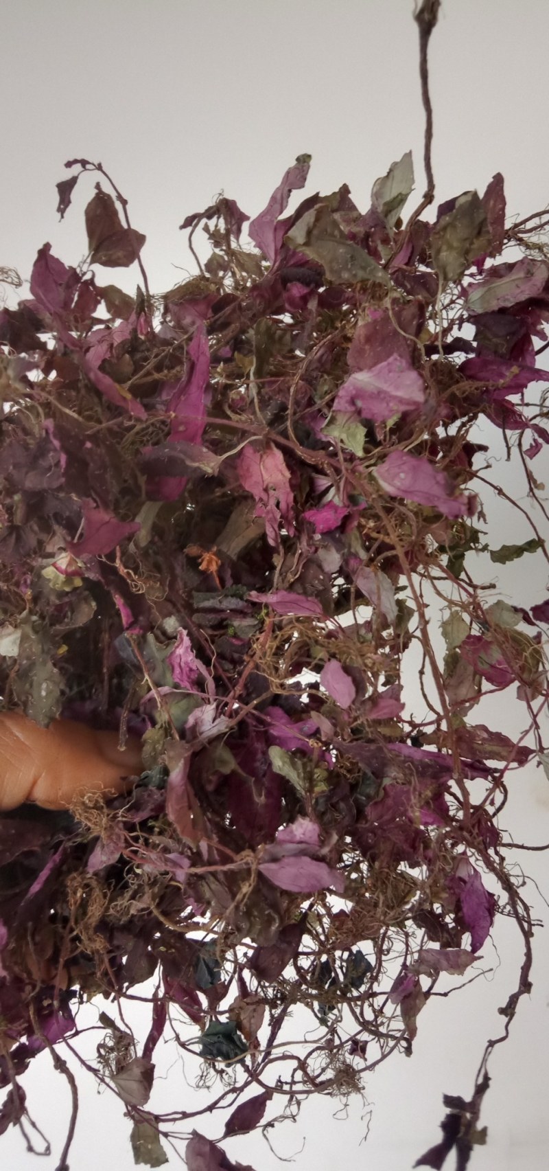 风柜斗草水洗烤干去杂质