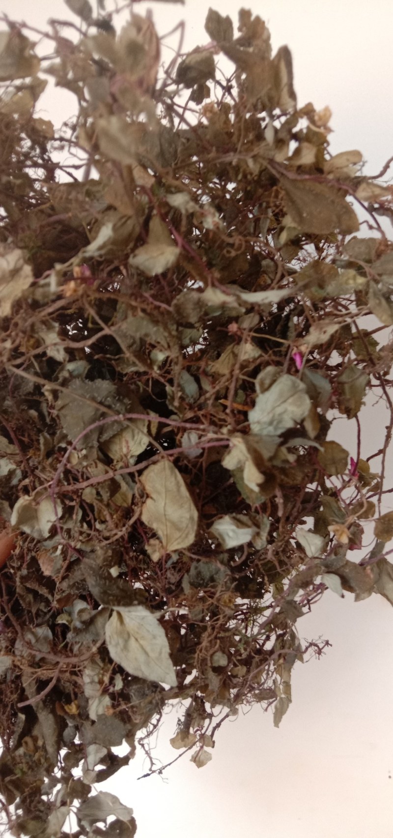 风柜斗草水洗烤干去杂质