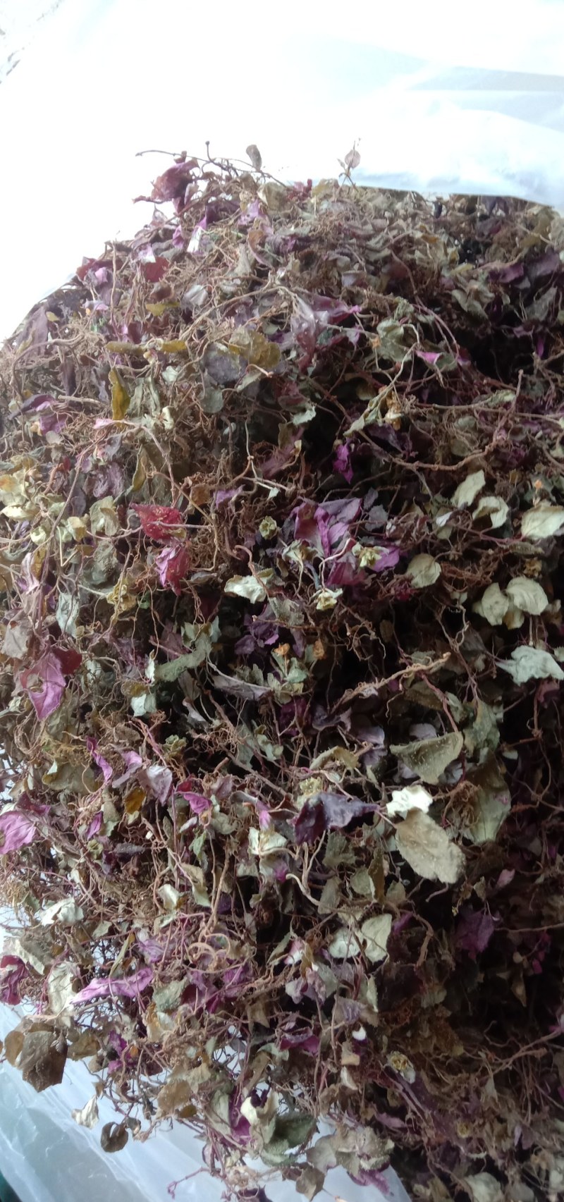 风柜斗草水洗烤干去杂质