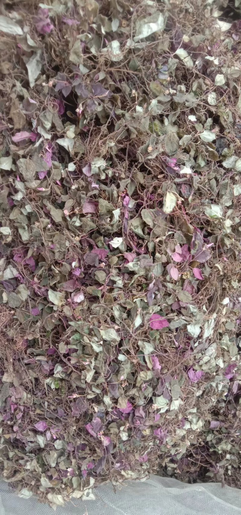 风柜斗草水洗烤干去杂质