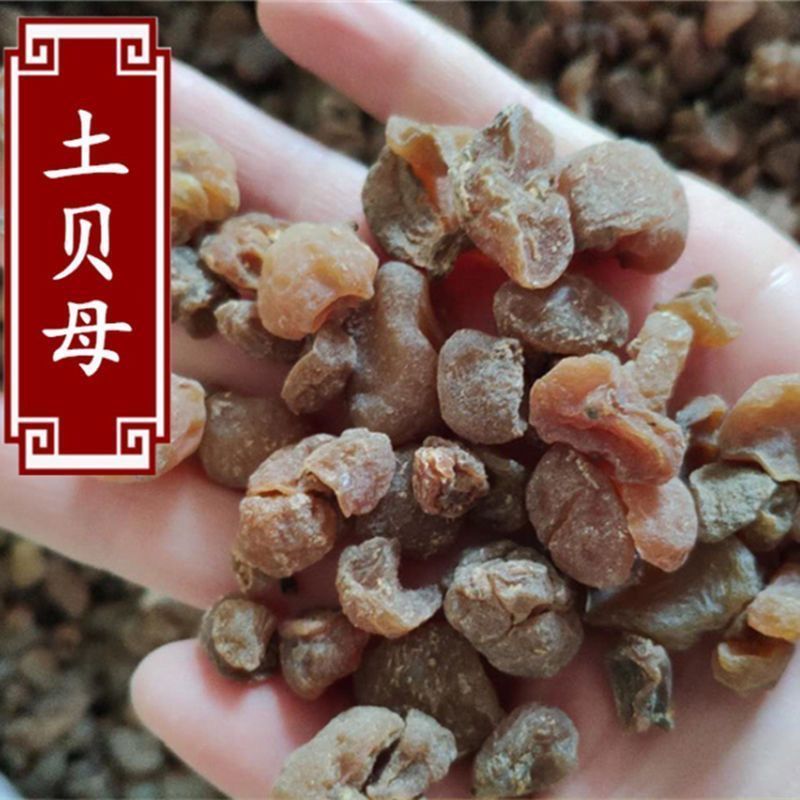 中药材土贝母土贝大贝母散结地苦胆草贝大贝母100g包邮