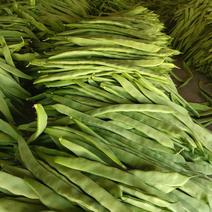 河北蔚县精品豆角产地一手货源可来产地，量大从