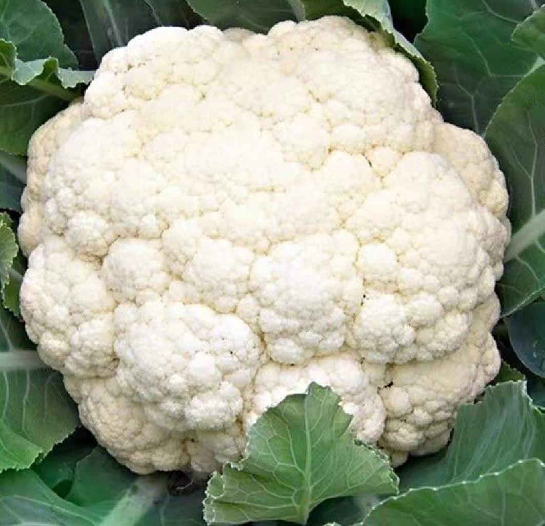 白面青梗松花菜在田间生长状态