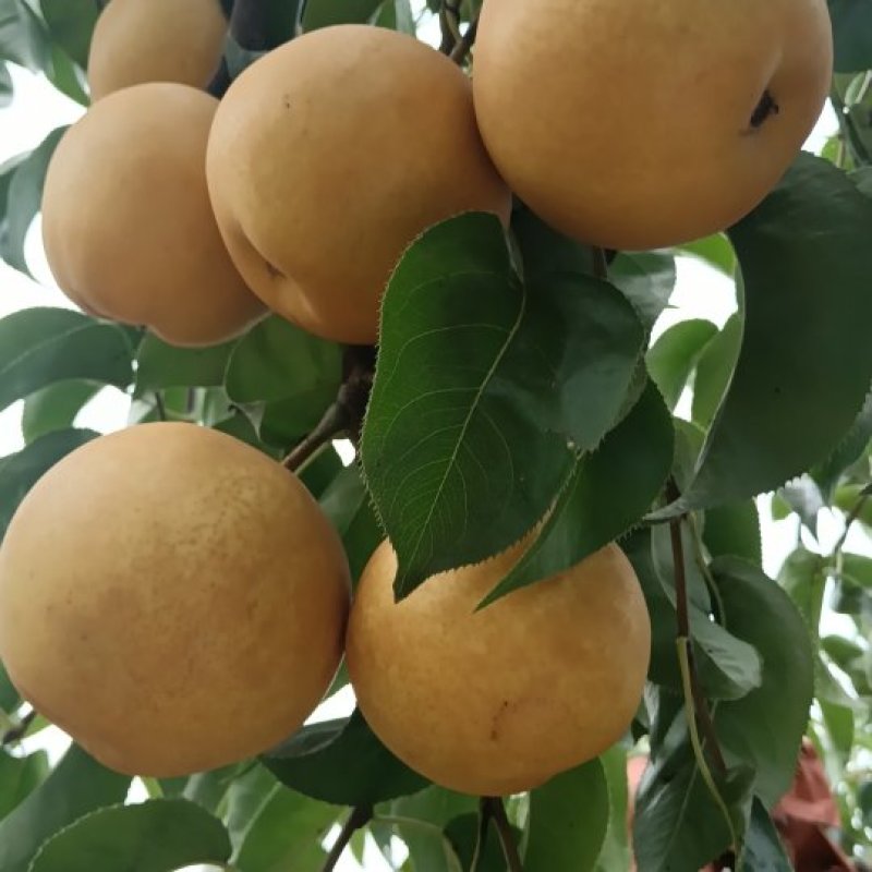 圆黄梨