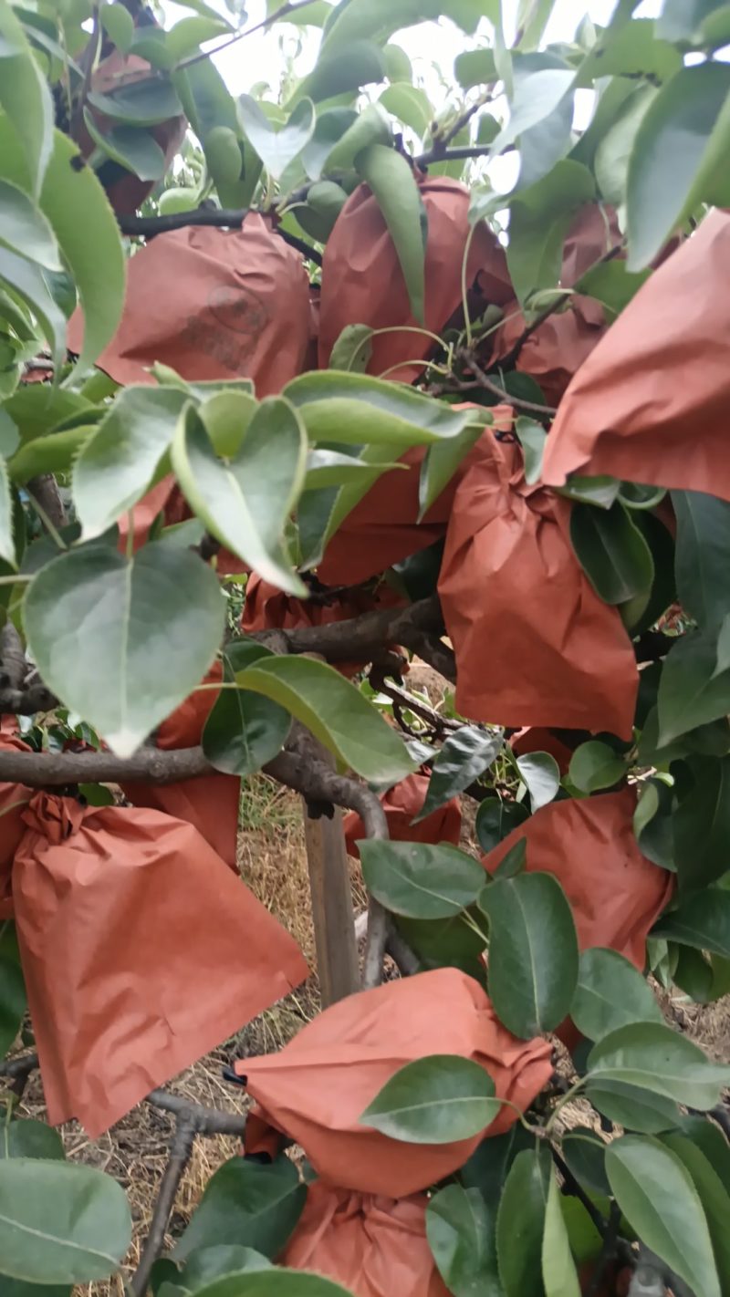 圆黄梨