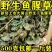 野生鱼腥草新货正品折耳根新鲜干货干鱼腥草干包邮中药材