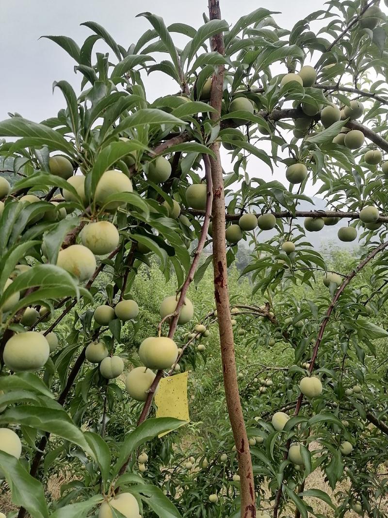 正宗一代蜂糖李