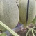 广西哈密瓜网文瓜晓蜜25号西州蜜精品瓜，货源充足