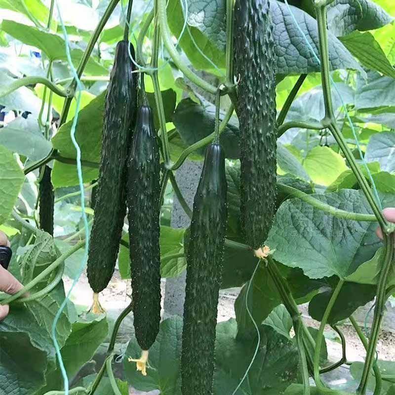 金品露旺黄瓜种子绿皮绿肉节节瓜多刺瘤耐热高产抗病大田播种