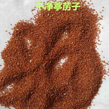葶苈子