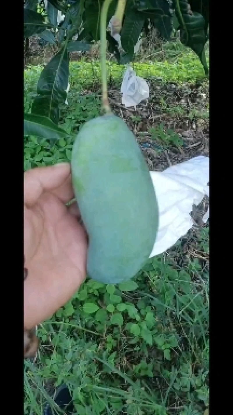 桂七芒