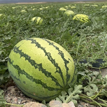 精品金花一号硒砂瓜