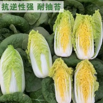 1000粒信研虎娃黄心娃娃菜正品耐高温早熟白菜种籽种子