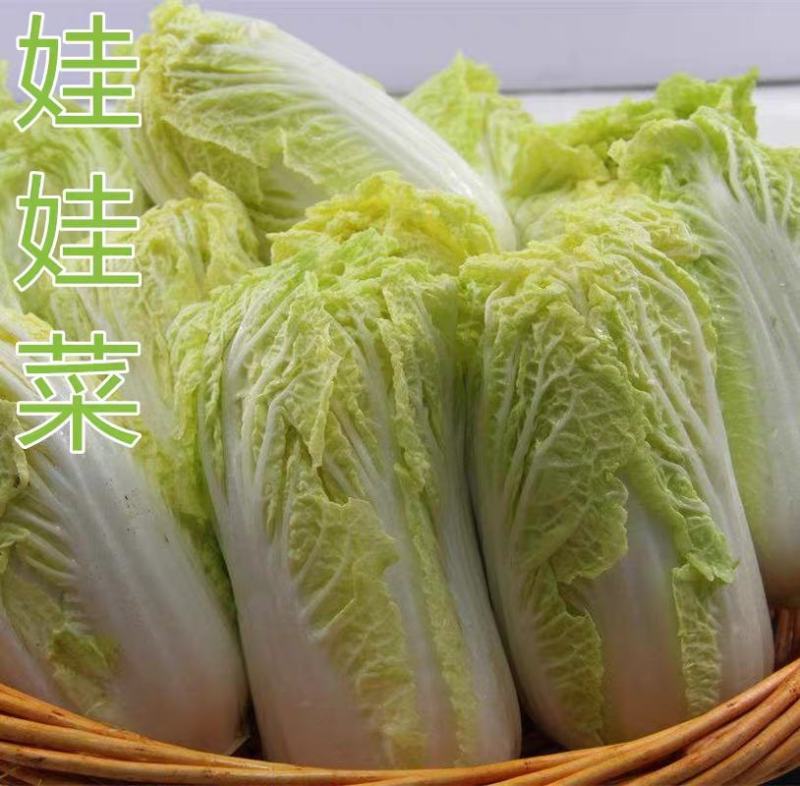 1000粒信研虎娃黄心娃娃菜正品耐高温早熟白菜种籽种子