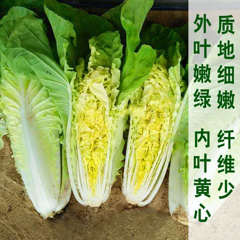 1000粒信研虎娃黄心娃娃菜正品耐高温早熟白菜种籽种子
