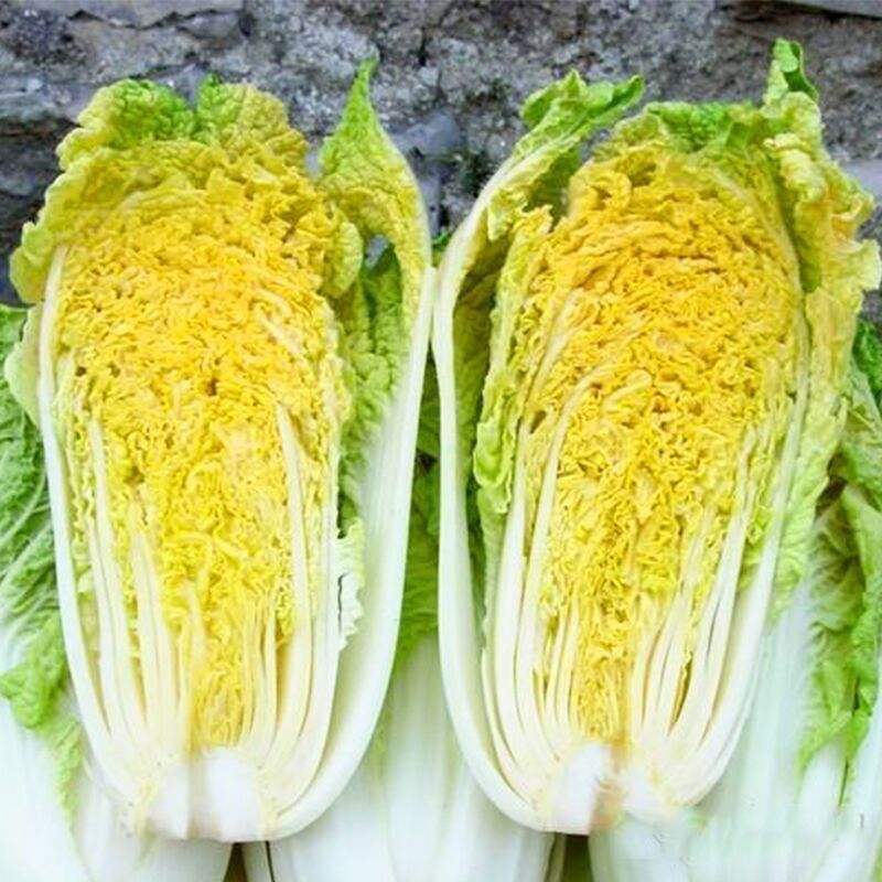 1000粒信研虎娃黄心娃娃菜正品耐高温早熟白菜种籽种子
