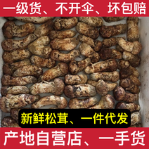【出口级】新鲜松茸西藏香格里拉四川云南雅江小金林芝野生菌