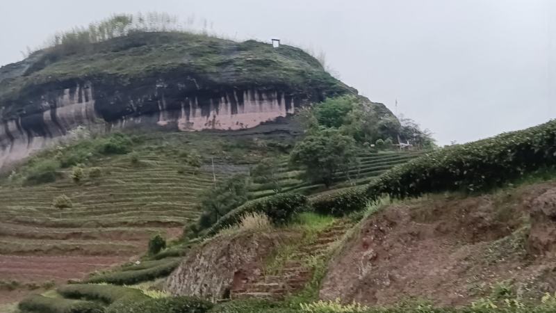 大红袍，水仙，肉桂，岩区经典口粮茶，耐泡回甘生津好