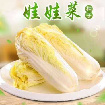青硕菜种子宝娃1号娃娃菜种子娇小玲珑小颗型娃娃菜种籽春秋