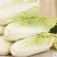 青硕菜种子宝娃1号娃娃菜种子娇小玲珑小颗型娃娃菜种籽春秋