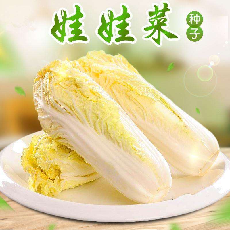 青硕菜种子宝娃1号娃娃菜种子娇小玲珑小颗型娃娃菜种籽春秋