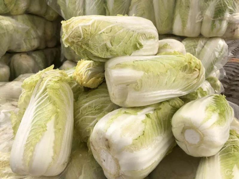 青硕菜种子宝娃1号娃娃菜种子娇小玲珑小颗型娃娃菜种籽春秋