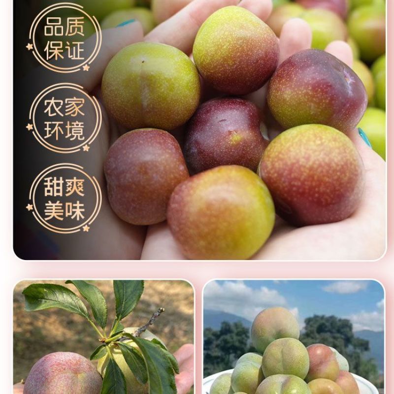 半边红李
